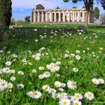 Paestum flowers